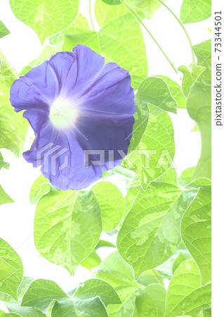 Blue morning glory large flower bright green background 73344501