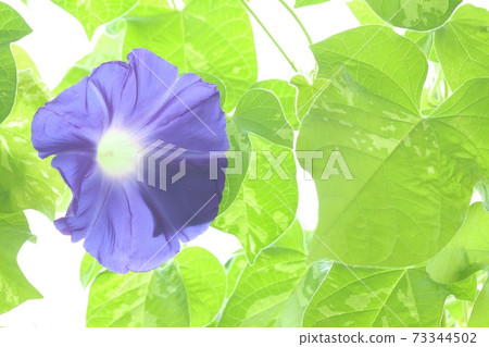 Blue morning glory large flower bright green background 73344502