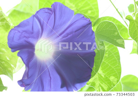Blue morning glory large flower bright green background 73344503