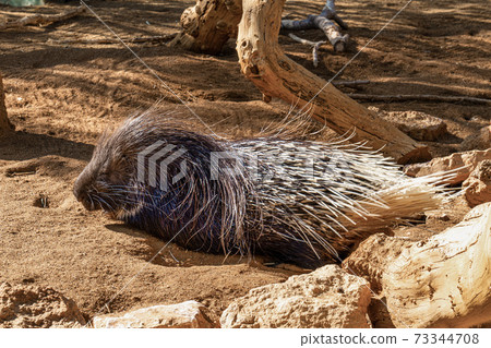 Hystrix indica, Indian crested porcupine in Tabernas desert, Andalusia, Spain Hystrix indica, Indian crested porcupine in Tabernas desert, Andalusia, Spain 73344708