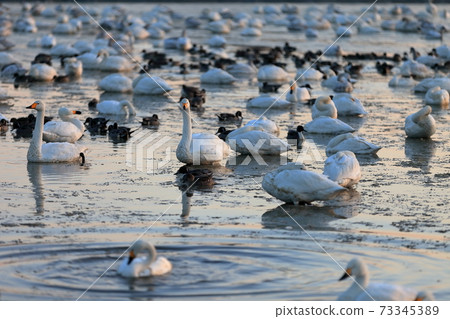 清晨天鵝 73345389