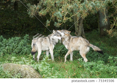 Wolves playing in the nature 73345506