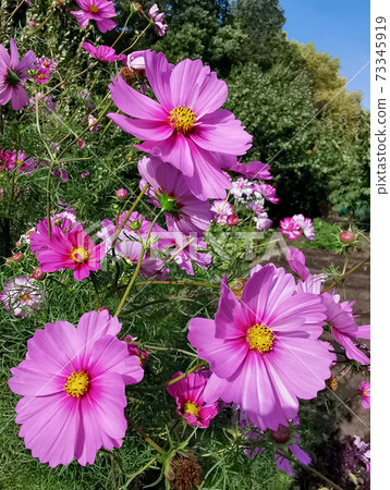 Kosmeya flowers growing in the garden. 73345919