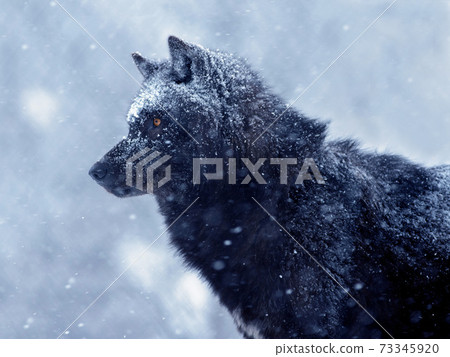 The Canadian wolf waits for its prey during a snowfall in the evening. 73345920