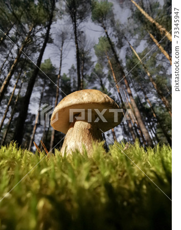 white mushroom standing in the forest in autumn. white mushroom standing in the forest in autumn. 73345947