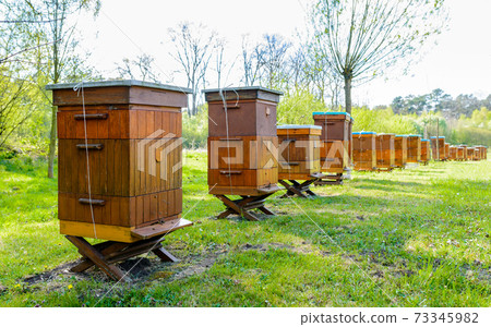 Beehives in apiary near forest. Bio Honey Production and Beekeeping Concept Beehives in apiary near forest. Bio Honey Production and Beekeeping Concept 73345982