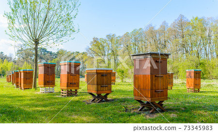 Beehives in apiary near forest. Bio Honey Production and Beekeeping Concept 73345983