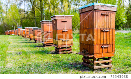 Beehives in apiary near forest. Bio Honey Production and Beekeeping Concept. Beehives in apiary near forest. Bio Honey Production and Beekeeping Concept. 73345988