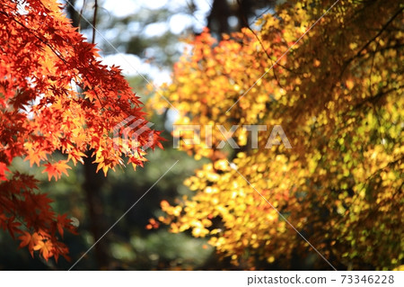 Autumn trail, the road you want to walk Autumn trail, the road you want to walk 73346228