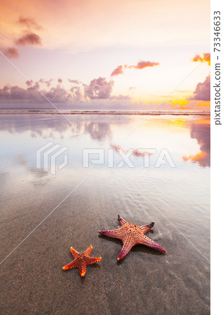 two starfish on beach