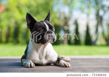Boston terrier dog on brown terrace Boston terrier dog on brown terrace 73346648