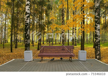 Wooden bench in autumn city park among birches near asphalt path. 73346810