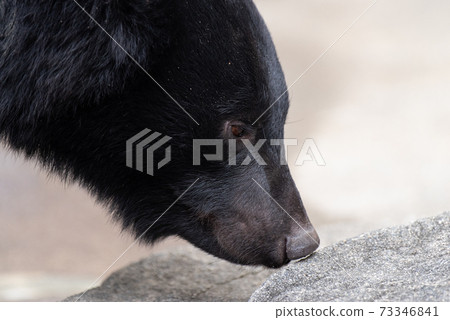 Asiatic black bear that smells 73346841