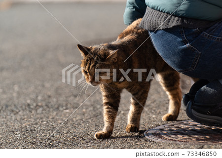 我喜歡貓生鏽的貓 73346850