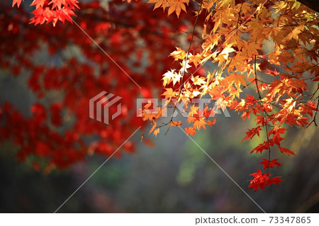Memories of autumn days, the road you want to walk Memories of autumn days, the road you want to walk 73347865