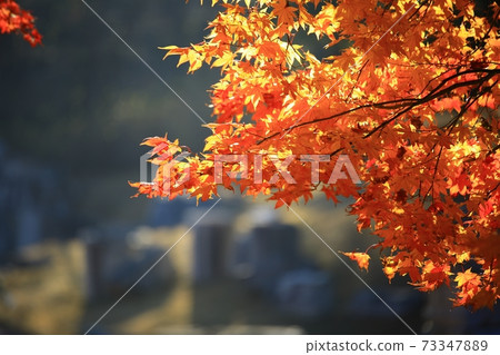 Memories of autumn days, the road you want to walk Memories of autumn days, the road you want to walk 73347889