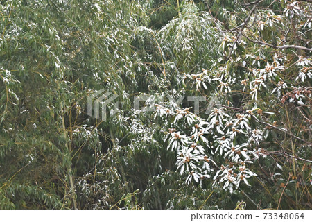 Snow cover in a housing complex in Fukuyama City, Hiroshima Prefecture (first snowfall: snow I or twice a year) 73348064