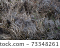 Dry withered grass in the water in late autumn 73348261