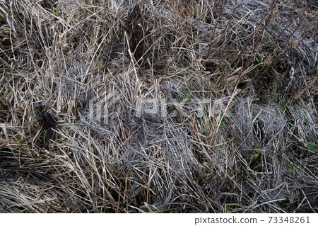 Dry withered grass in the water in late autumn Dry withered grass in the water in late autumn 73348261