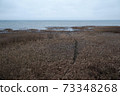 Autumn withered grass on the shore of the reservoir 73348268