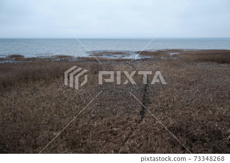 Autumn withered grass on the shore of the reservoir Autumn withered grass on the shore of the reservoir 73348268