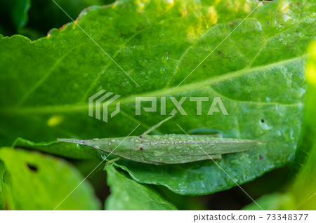 蒼朮 蒼朮 73348377