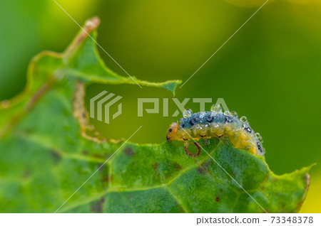 葉蜂幼蟲 73348378