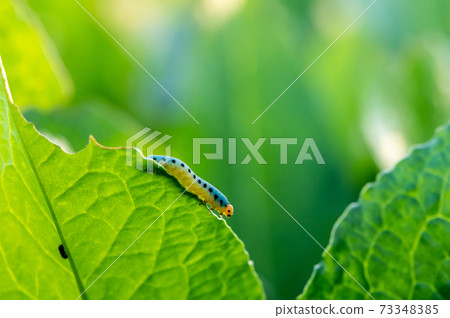 Sawfly larvae 73348385