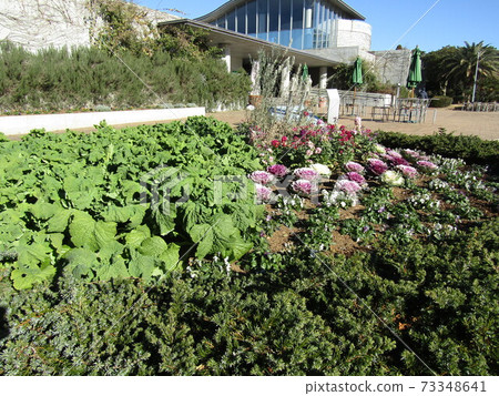 Sanyo Media Flower Museum front yard circular flowerbed navana and leaf buttons Sanyo Media Flower Museum front yard circular flowerbed navana and leaf buttons 73348641