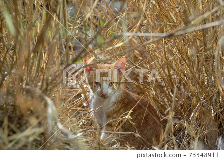 wildcat wildcat 73348911