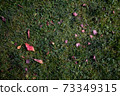 Autumn foliage on green grass, natural background top view 73349315