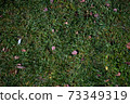 Autumn foliage on green grass, natural background top view 73349319