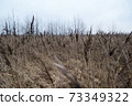 Dry withered grass in the water in late autumn 73349322