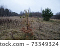 Young spruce in the autumn forest in cloudy weather 73349324