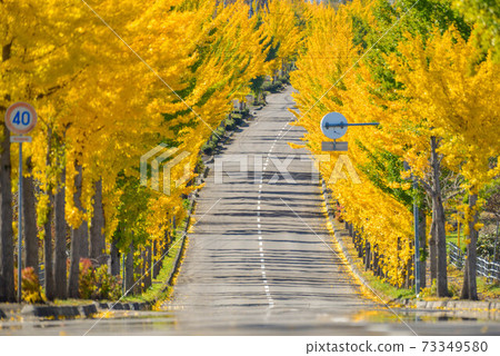 A row of ginkgo trees A row of ginkgo trees 73349580