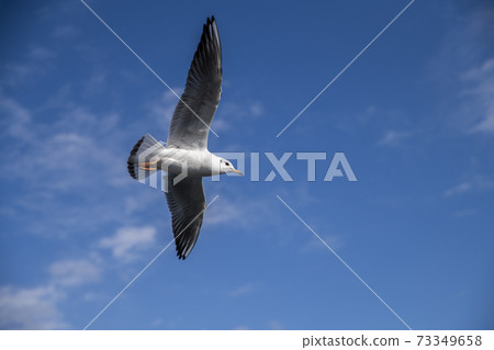Seagull Seagull 73349658