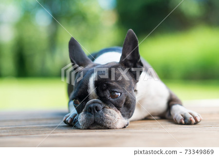 Boston Terrier dog lying on a brown wooden terrace - shallow depth of field Boston Terrier dog lying on a brown wooden terrace - shallow depth of field 73349869