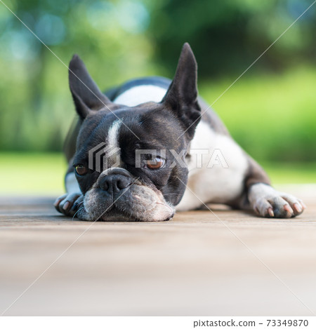 Boston Terrier dog lying on a brown wooden terrace - shallow depth of field Boston Terrier dog lying on a brown wooden terrace - shallow depth of field 73349870