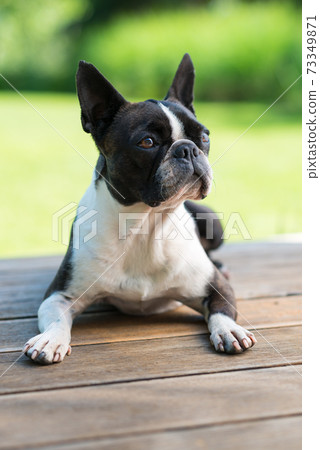 Boston Terrier dog lying on a brown wooden terrace - shallow depth of field Boston Terrier dog lying on a brown wooden terrace - shallow depth of field 73349871