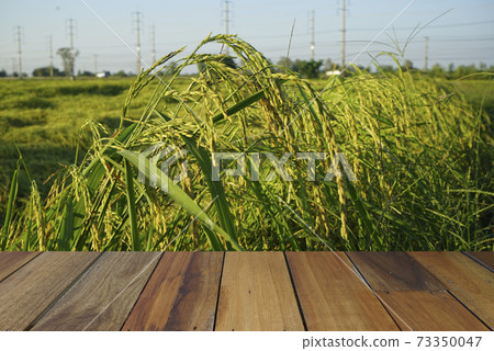 Empty wooden table on rice plants and ears of rice background. Mock up for your product display or montage. Empty wooden table on rice plants and ears of rice background. Mock up for your product display or montage. 73350047