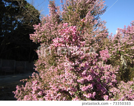 Cute little pink flower Janome Erica 73350383