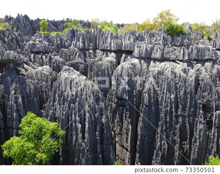 馬達加斯加Bemalaha國家公園的大廷吉山頂的視圖 馬達加斯加Bemalaha國家公園的大廷吉山頂的視圖 73350501