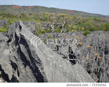 Madagascar Bemaraha National Park Trees growing from the rocks of the Great Tsingy Madagascar Bemaraha National Park Trees growing from the rocks of the Great Tsingy 73350502