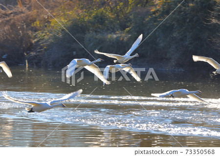 Swan landing site in Kawajima-cho, Hiki-gun 73350568