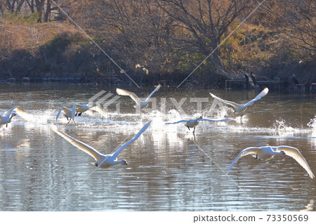 Swan's run-up at Kawajima-cho, Hiki-gun 73350569