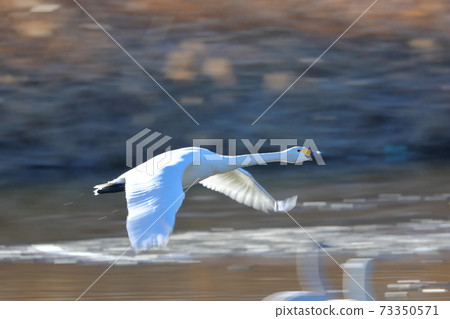 Swan flight in Kawajima-cho, Hiki-gun 73350571