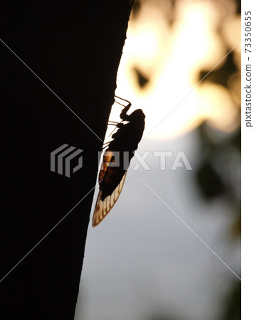 黃昏時蟬的剪影 73350655