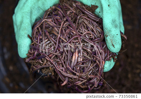 Farmer hands holding Fertile soil Farmer hands holding Fertile soil 73350861
