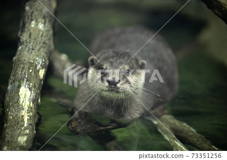 Kotsumekawauso 73351256