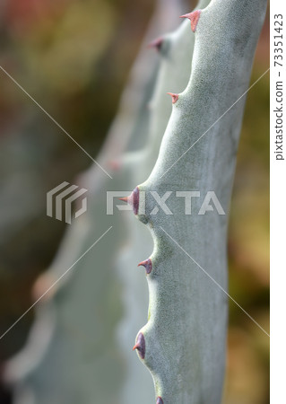 Century plant Century plant 73351423